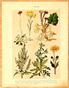 litografie atlas kvetin 53 protez - atlas květin a rostlin