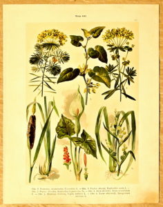 litografie atlas kvetin 57 podrazec - atlas květin a rostlin