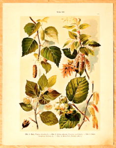 litografie atlas kvetin 60 buk - atlas květin a rostlin