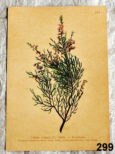 litografie k zaramovani calluna 299 - atlas květin a rostlin