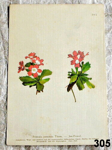 litografie k zaramovani prvosenka 305 - atlas květin a rostlin
