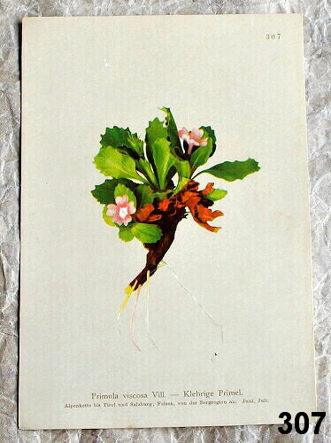 litografie k zaramovani prvosenka lepkava 307 - atlas květin a rostlin