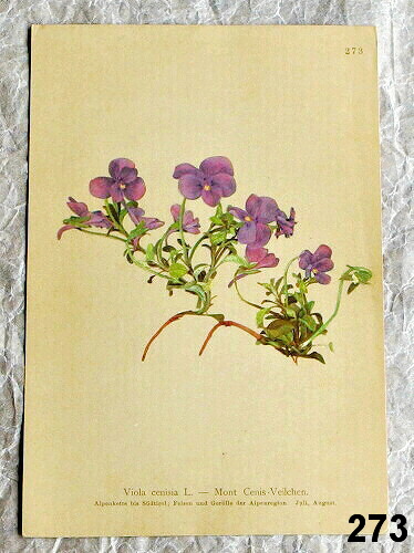 litografie rostliny violka 273 - atlas květin a rostlin