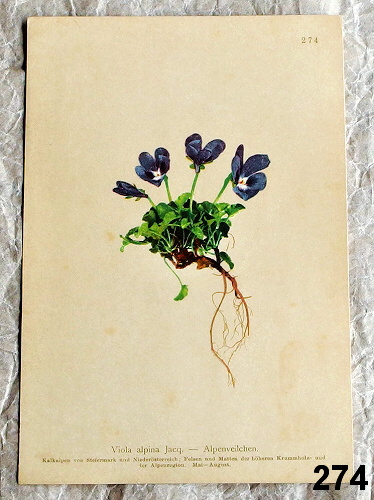 litografie rostliny violka alpska 274 - atlas květin a rostlin