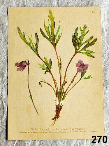 litografie rostliny violka zperena 270 - atlas květin a rostlin