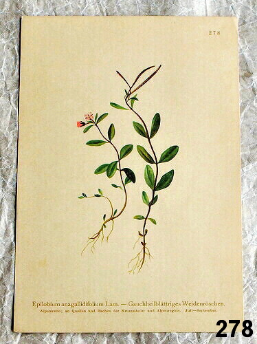 litografie rostliny vrbovka 278 - atlas květin a rostlin