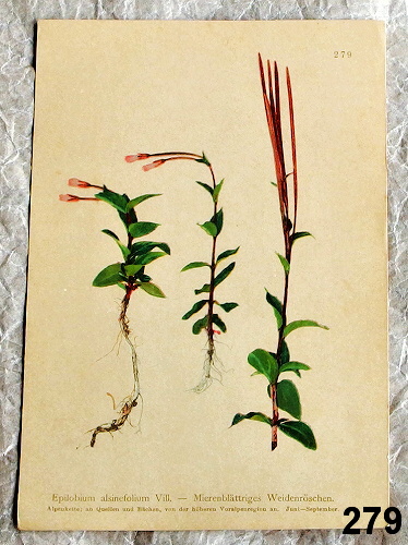 litografie rostliny vrbovka 279 - atlas květin a rostlin