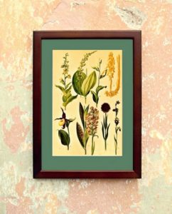 obrazky kvetin do ramecku - atlas květin a rostlin