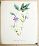 obrazky kvetin k zaramovani brcal mensi 71 - atlas květin a rostlin