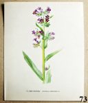 obrazky kvetin k zaramovani pilat lekarsky 73 - atlas květin a rostlin