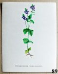 obrazky kvetin k zaramovani rozrazil rezekvitek 89 - atlas květin a rostlin