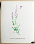 obrazky kvetin k zaramovani vres obecny 66 - atlas květin a rostlin