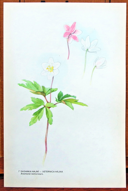 obrazky kvetin sasanka 7