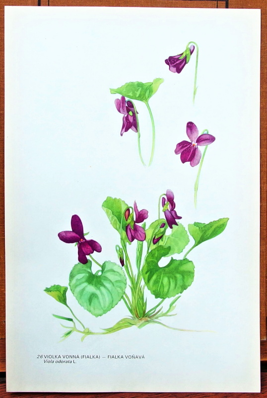 obrazky kvetin violka vonna 26
