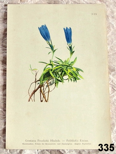stare fotolitografie kvetiny Gentiana 335 - atlas květin a rostlin