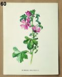 stare obrazky bylin slez 60 - atlas květin a rostlin