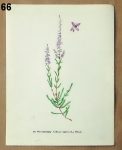 stare obrazky bylin vres 66 - atlas květin a rostlin