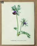 stare obrazky do ramecku koniklec 10 - atlas květin a rostlin
