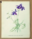 stare obrazky do ramecku ostrozka 6 - atlas květin a rostlin