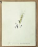 stare obrazky do ramecku palickovice 1 - atlas květin a rostlin