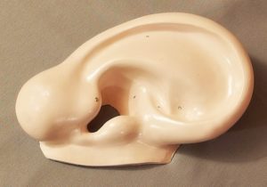 starozitny model lidske ucho 51f - kuriozity