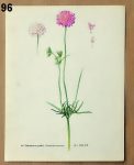 stary atlas bylin chrastavec 96 - atlas květin a rostlin