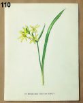 stary atlas kvetin krivatec 110 - atlas květin a rostlin