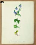 stary atlas rostlin rezekvitek 89 - atlas květin a rostlin