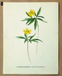 stary atlas sasanka 8 - atlas květin a rostlin