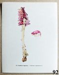 stary botanicky atlas podbilek supinaty 92 - atlas květin a rostlin