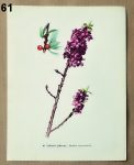 vintage obrazky bylin lykovec 61 - atlas květin a rostlin