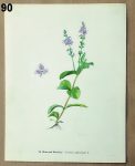 vintage obrazky bylin rozrazil 90 - atlas květin a rostlin