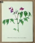 vintage obrazky hrachor 53 - atlas květin a rostlin