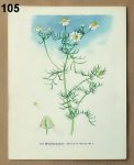 vintage obrazky kvetin hermanek 105 - atlas květin a rostlin