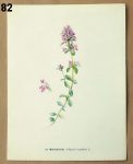 vintage obrazky kvetin materidouska 82 - atlas květin a rostlin