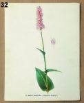 vintage obrazky kvetin rdesno 32 - atlas květin a rostlin